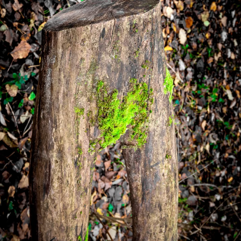 ambiance poétique dans la forêt avec un arbre