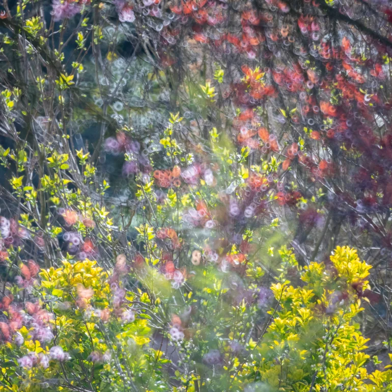 une image poétique d'arbre dans le grand est