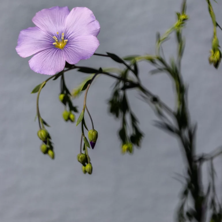 image poétique de fleur du grand-est