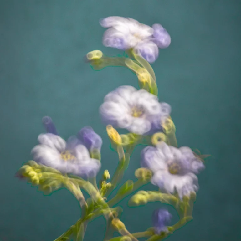 image poétique de la nature d'un fleur floue