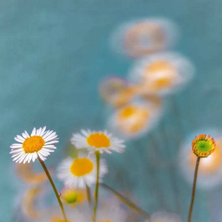 image de poésie de fleur en Alsace