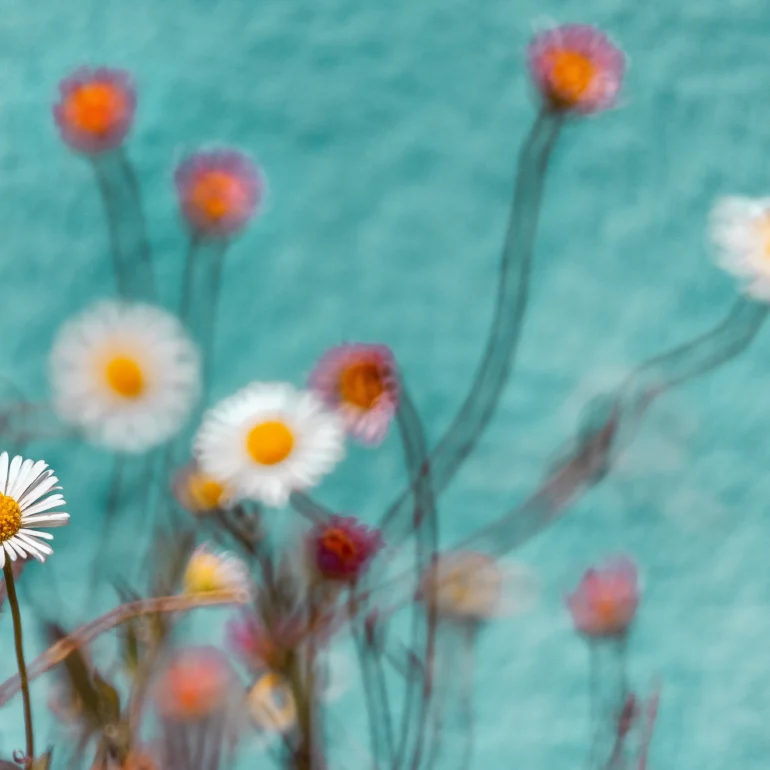 photo poétique de fleurs floues