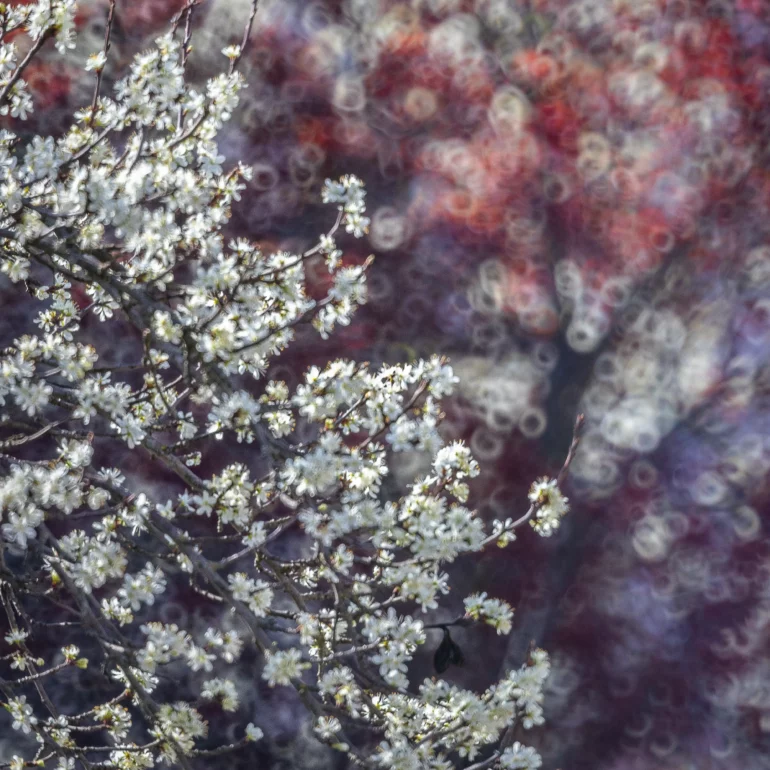 un photographie de nature et de poesie sur un arbre flou