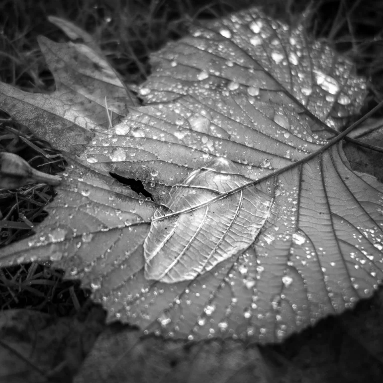 photographie de nature et de poésie, une feuille d'arbre en noir et blanc