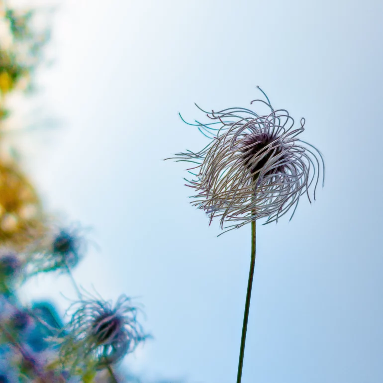 photographie de nature et de poésie de fleur