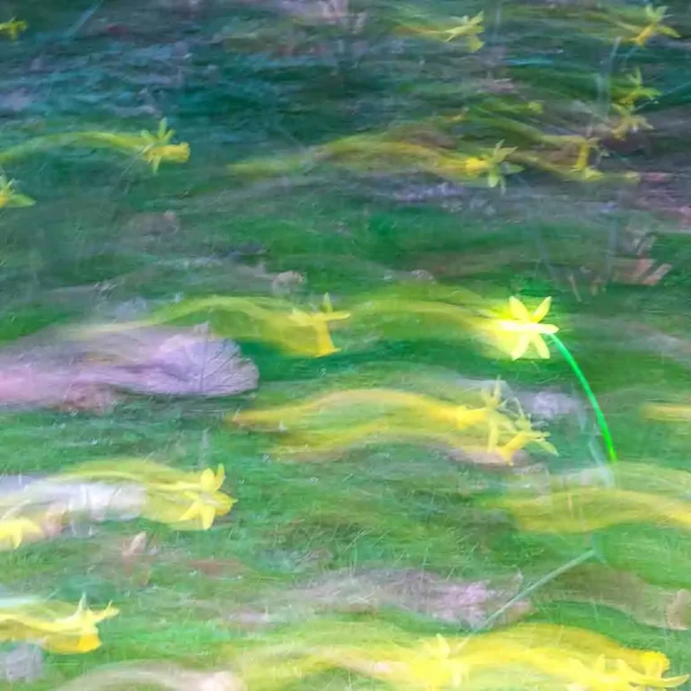 photographie poétique d'une jonquille au printemps flou de bouger