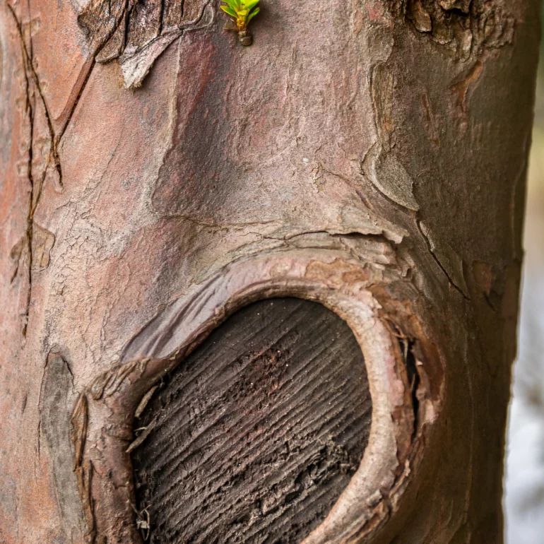 photographie poétique de nature en Alsace sous forme d'un arbre.