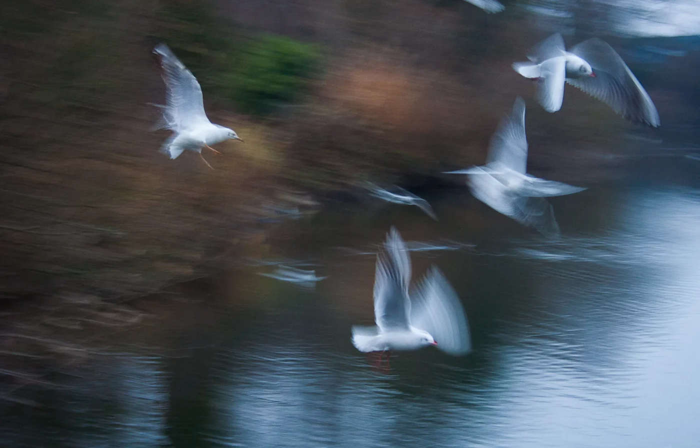 photographie poétique de nature en Alsace avec des oiseaux