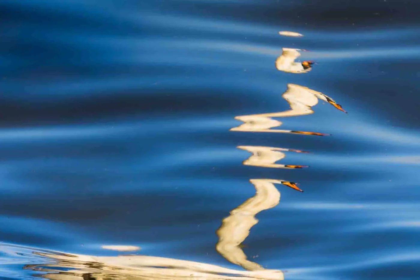 photographie poétique avec un reflet de cygne