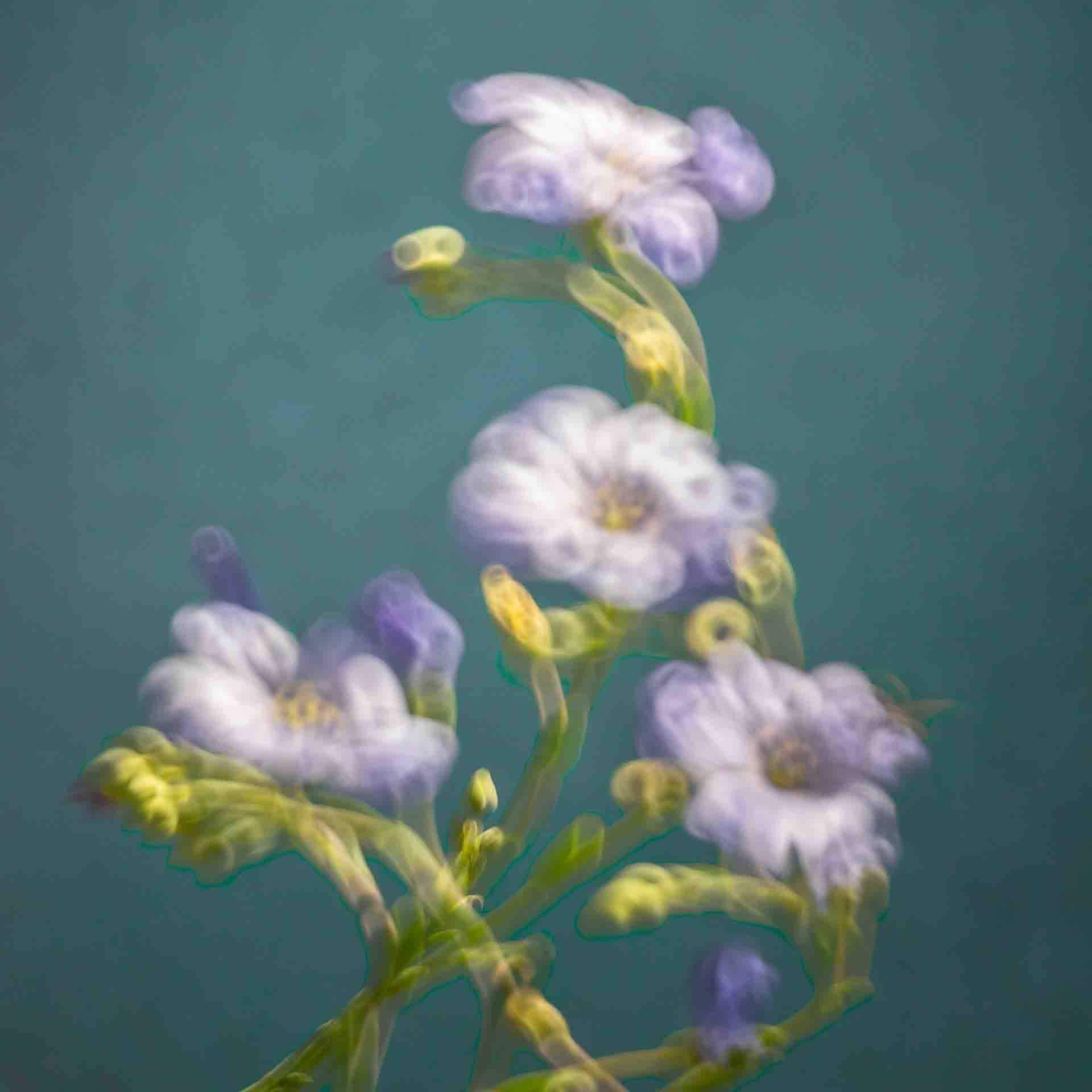 image floue et poétique de fleurs en alsace