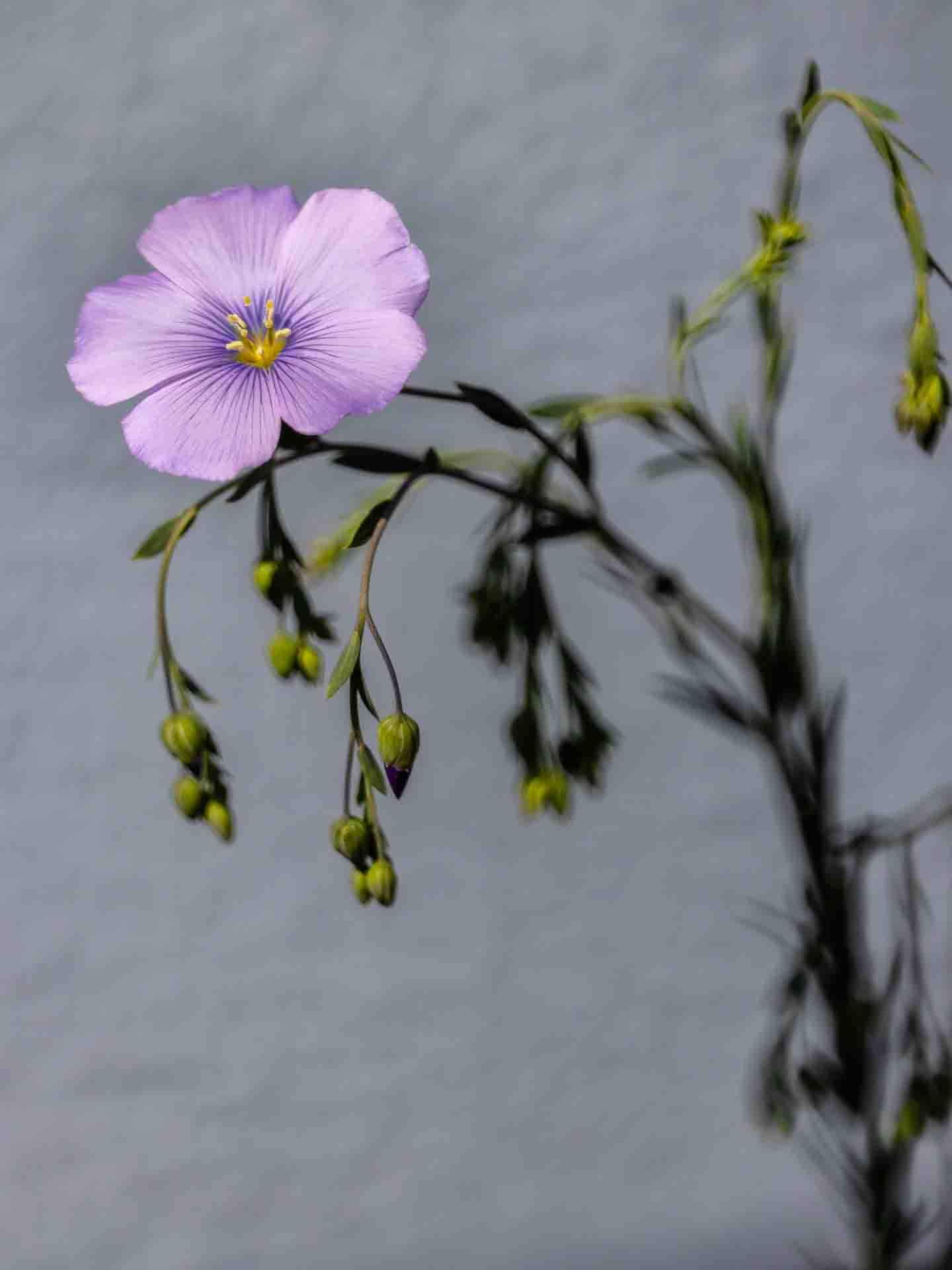 photo tableau floue et poétique d'une fleur en alsace
