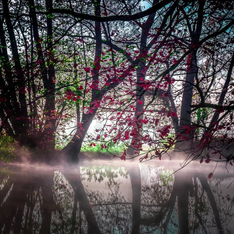 ambiance de nature poétique en Alsace dans le ried