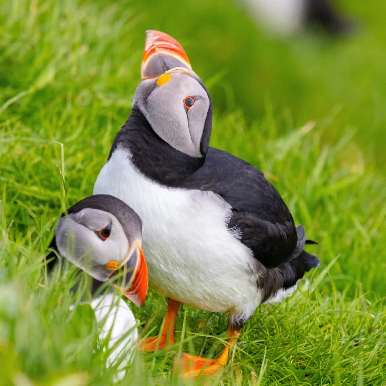 art visuel de nature avec deux puffin et macareux