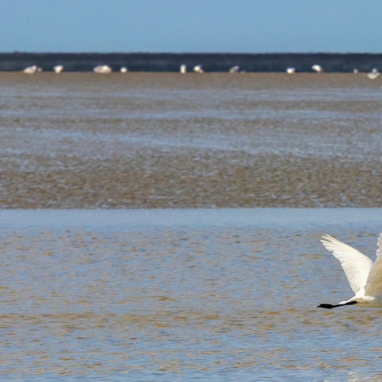 photographie de nature et de poésie d'oiseau échassier au mont saint michel