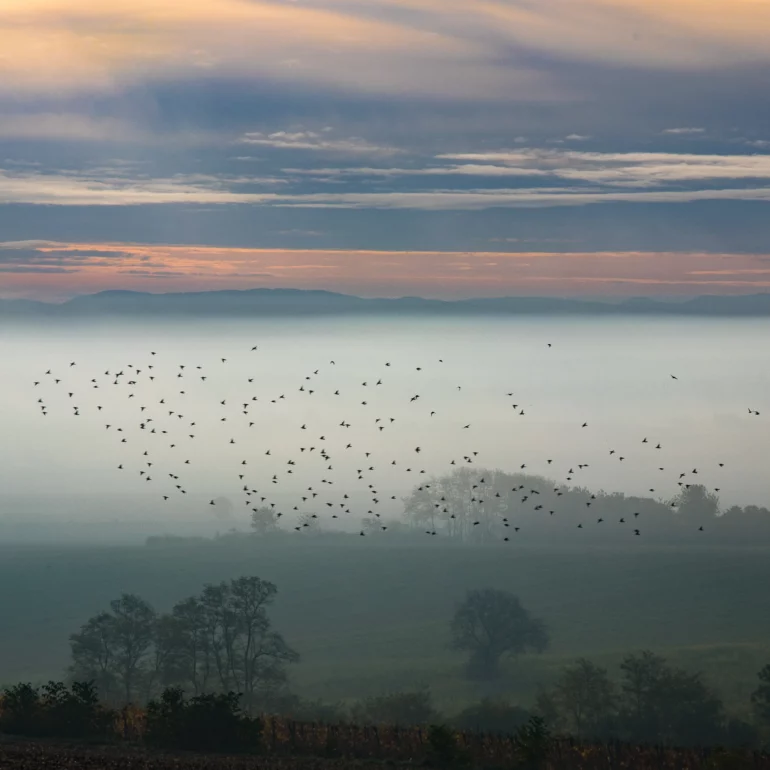 photographie poétique de nature en Alsace le matin