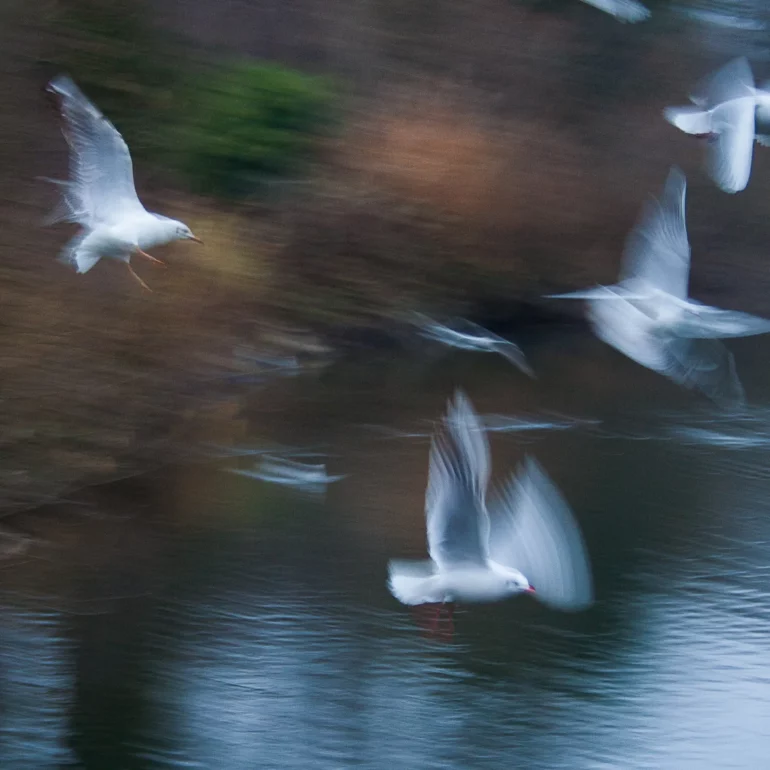 photographie poétique de nature en Alsace avec des oiseaux