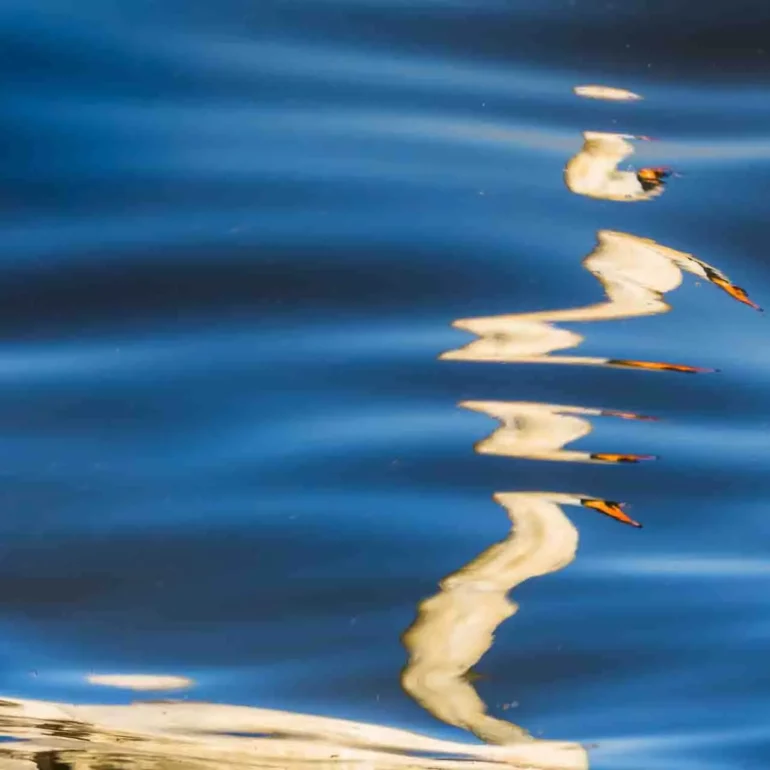 photographie poétique avec un reflet de cygne