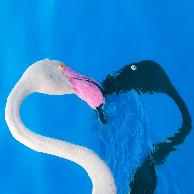 sabine marbach photographe de nature avec un flamant rose