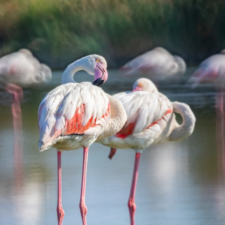 sabine marbach photographe de nature d'oiseaux et de flamants roses